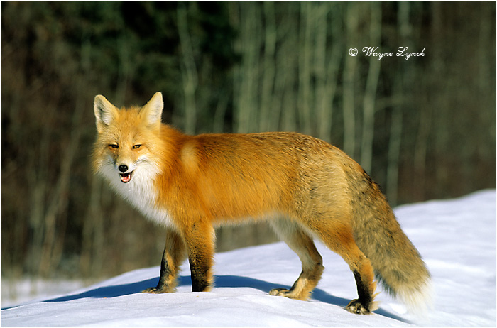 Red Fox by Dr. Wayne Lynch &copy;
